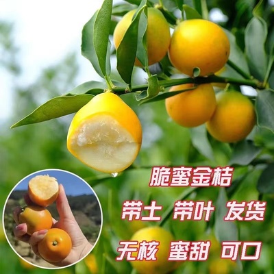 【销量N0.1】广西脆蜜金桔苗树苗