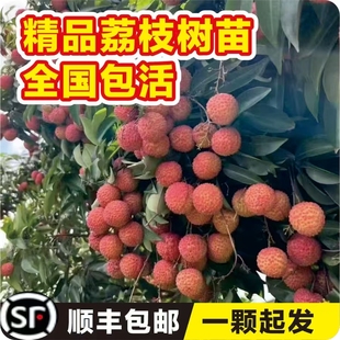 荔枝王果树果苗四季嫁接桂味观音绿糯米糍妃子笑南北方水果种植
