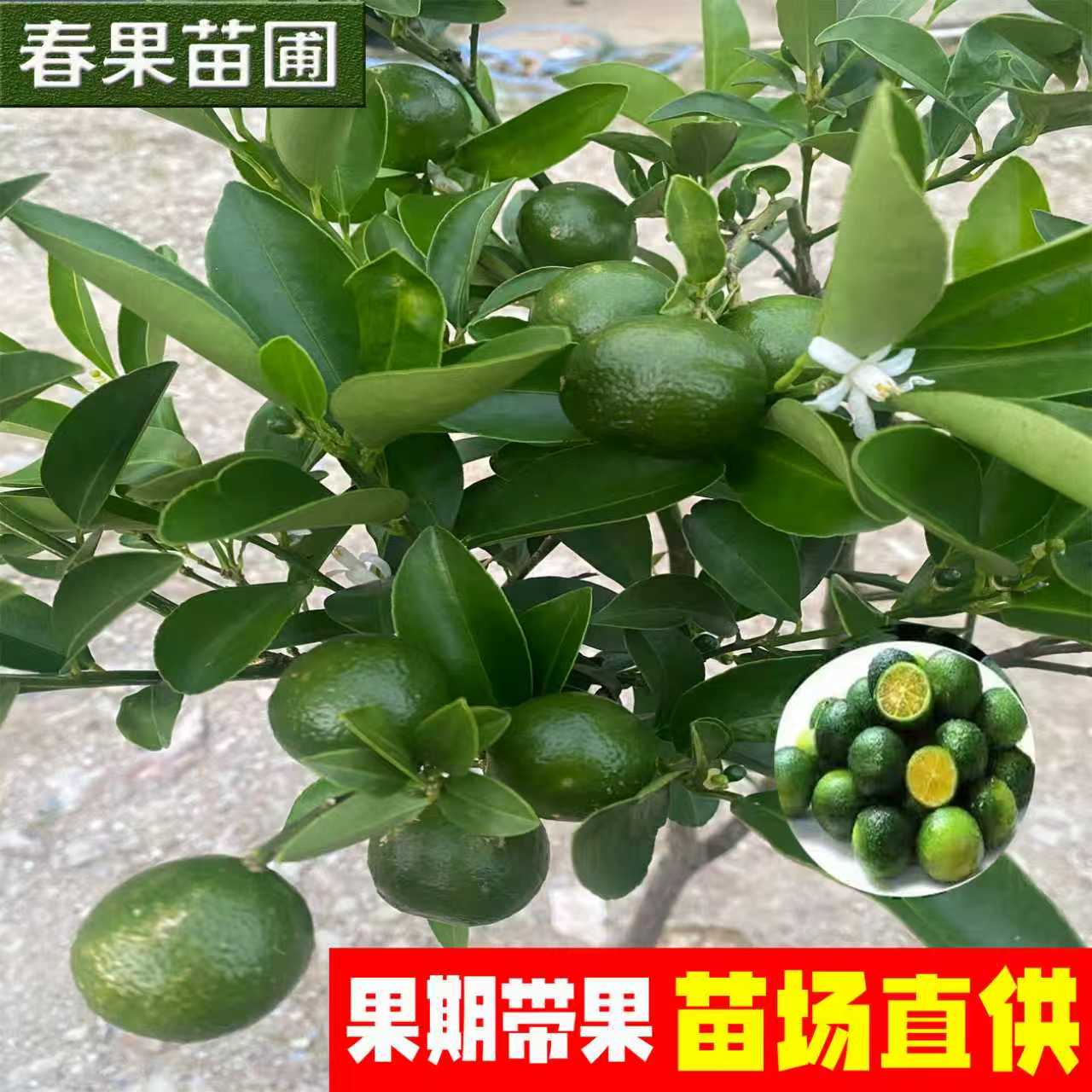 海南小青柠树苗带果盆栽
