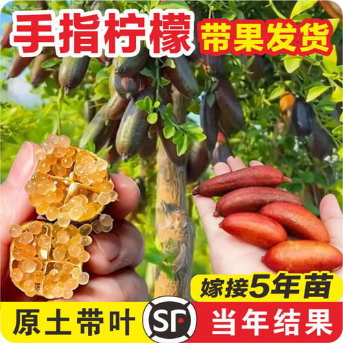 【手指柠檬果苗销量N0.1】果树