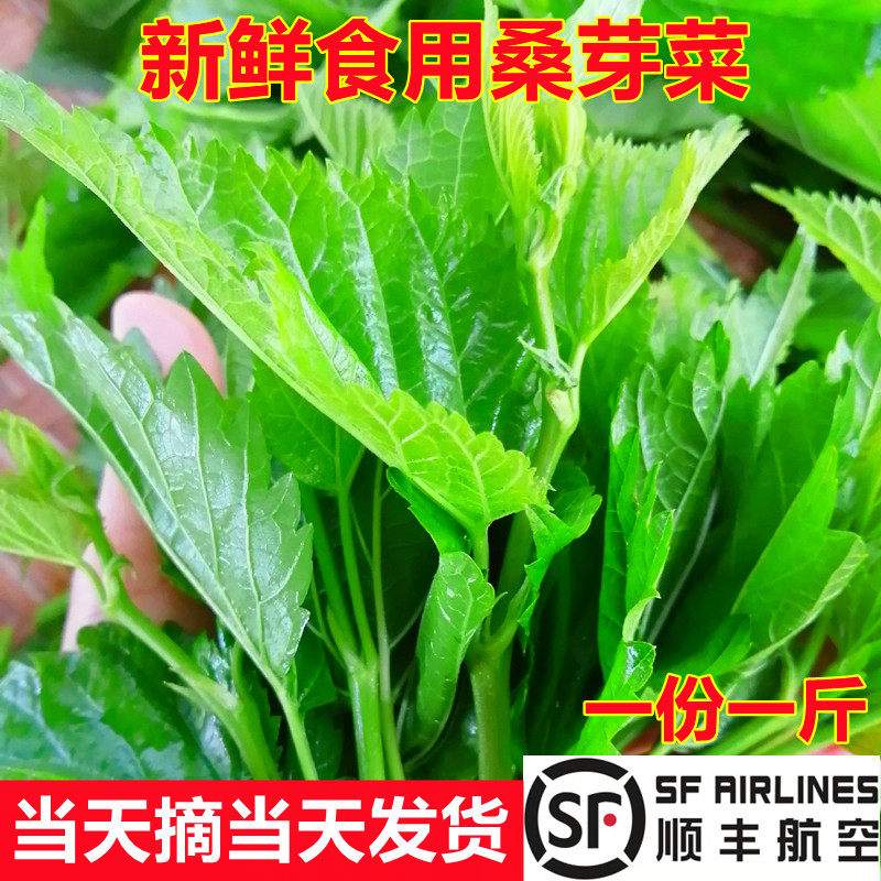 新鲜桑叶酒店特色菜汤桑芽菜新鲜
