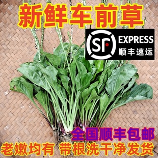 新鲜车前草纯天然农家溜滑菜车前草茶整颗带根车前子大车轱辘龟料