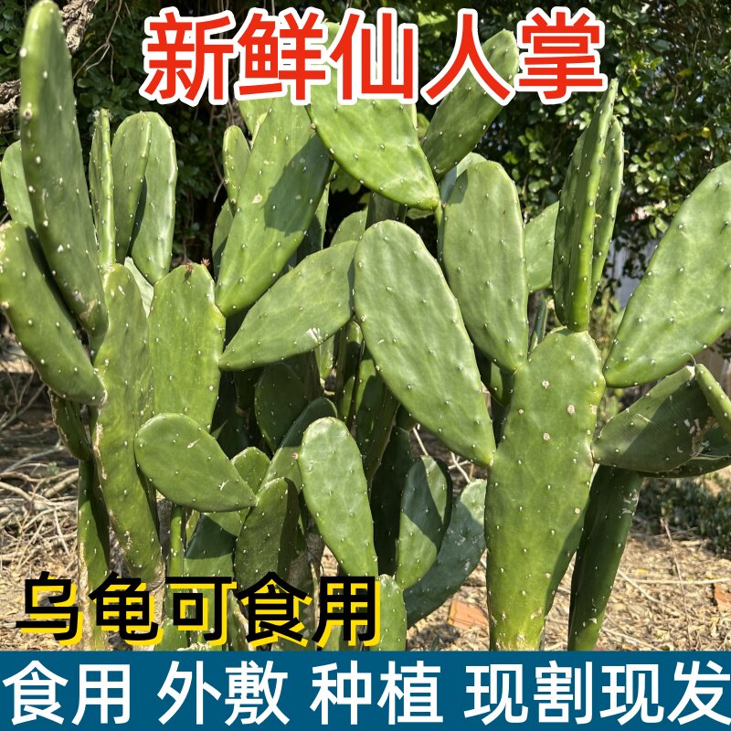 可食用仙人掌盆栽多肉药用外敷