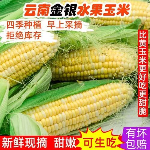 甜脆水果玉米包谷新鲜膳食