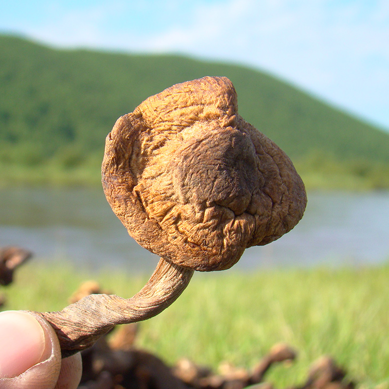 榛蘑东北野生蘑菇大兴安岭野山菌菇山货土特产级榛菇干菇菌类干货 粮油调味/速食/干货/烘焙 香菇类 原图主图