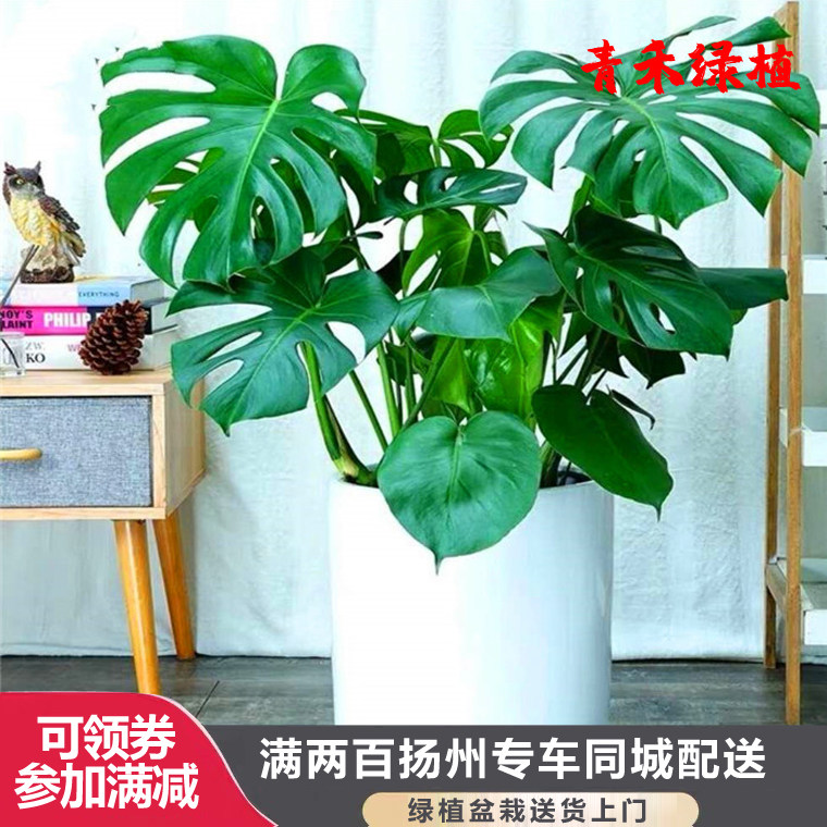 龟背竹大盆栽北欧植物花卉绿植室内客厅居家办公室扬州南京配送_虎窝淘