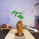 禅意桌面绿植办公桌茶室植物摆件 发财树盆景微景观室内小盆栽中式