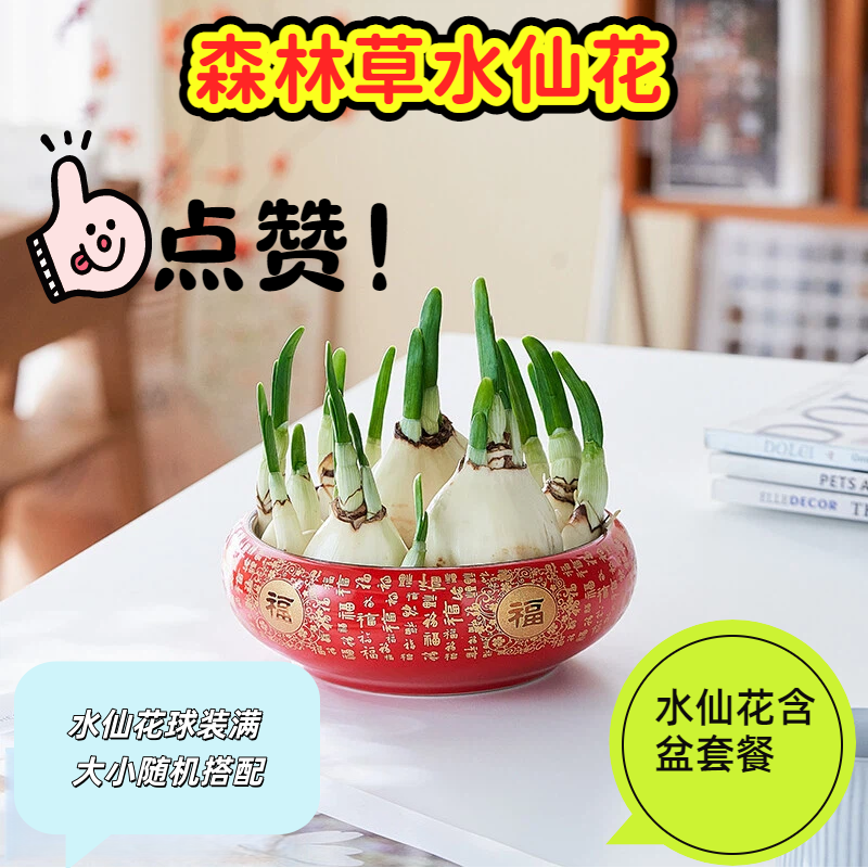 漳州市水仙花庭院盆栽