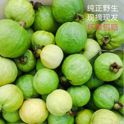 芭乐果野生番石榴红心果东果无污染绿色健康孕妇水果5斤包邮