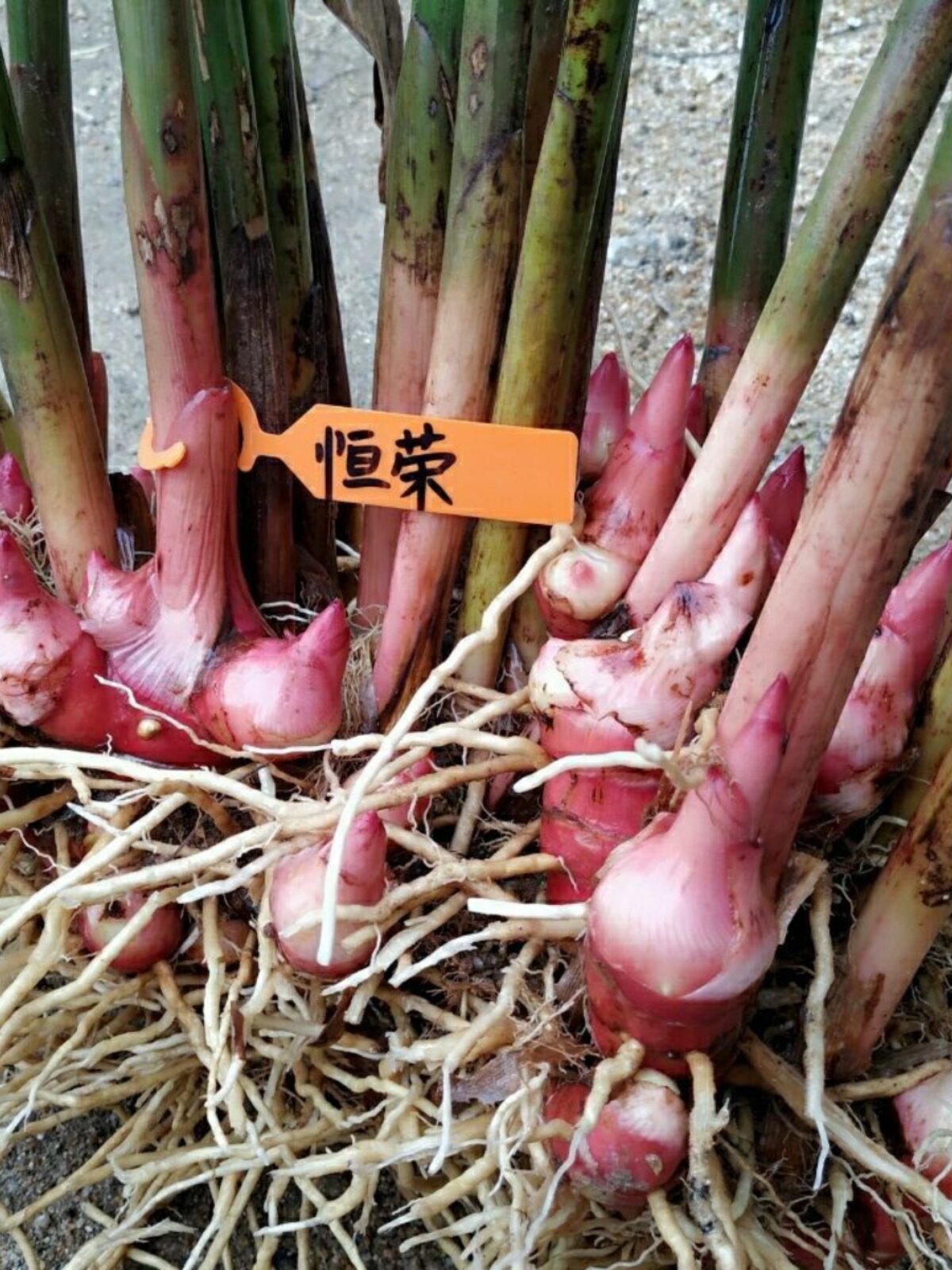 南姜苗南姜头可食用可种植南姜头部盆栽苗火锅调料冬阴功南姜山姜