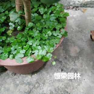 天胡荽天湖葵苗水草苗土培水培绿植遍地锦苗带土土地锦满天星小苗