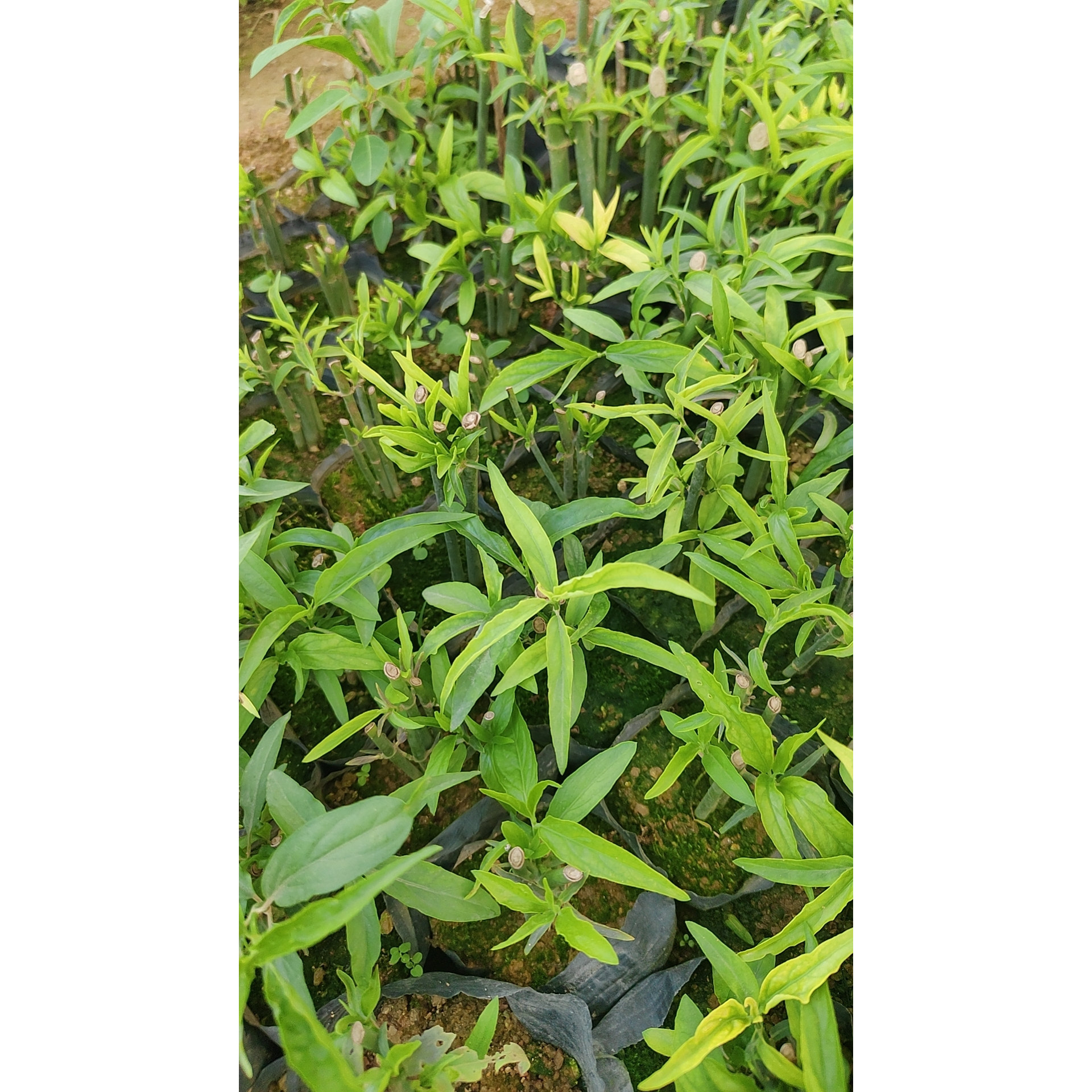 正宗马来西亚鳄嘴花 小叶黎王草桌面绿植