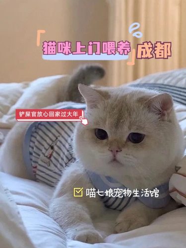 成都上门喂猫遛狗出差过年