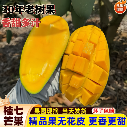正宗田东桂七芒果广西百色芒果新鲜香芒直发鲜甜多汁应季水果
