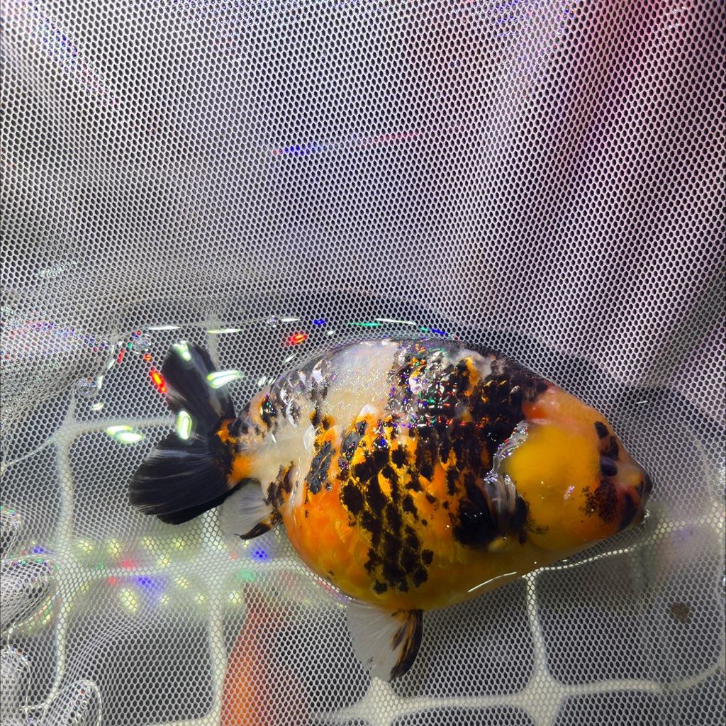 麒麟尺寸14-15公鱼,宠物/宠物食品及用品,鱼,淘宝优惠券,粉丝福利购,淘宝优惠卷