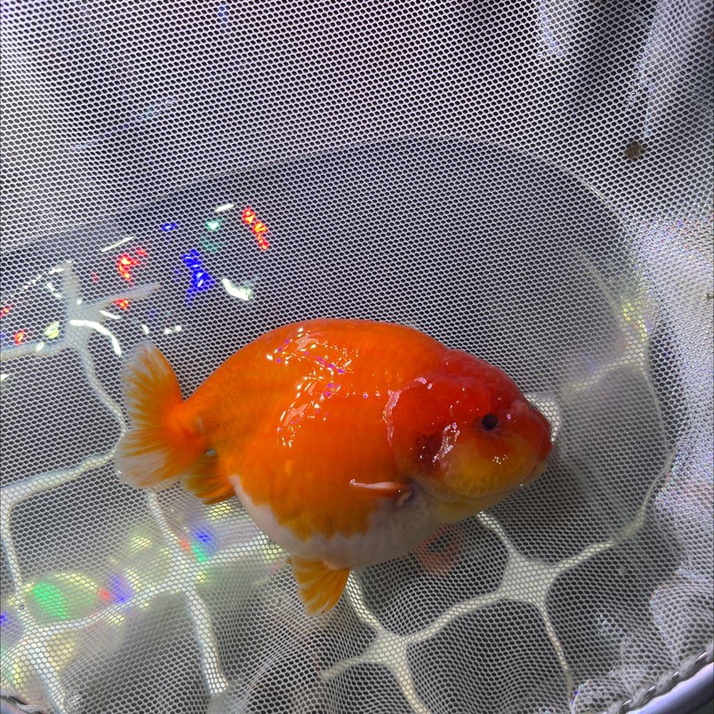 红兰寿尺寸13公鱼,宠物/宠物食品及用品,鱼,淘宝优惠券,粉丝福利购,淘宝优惠卷