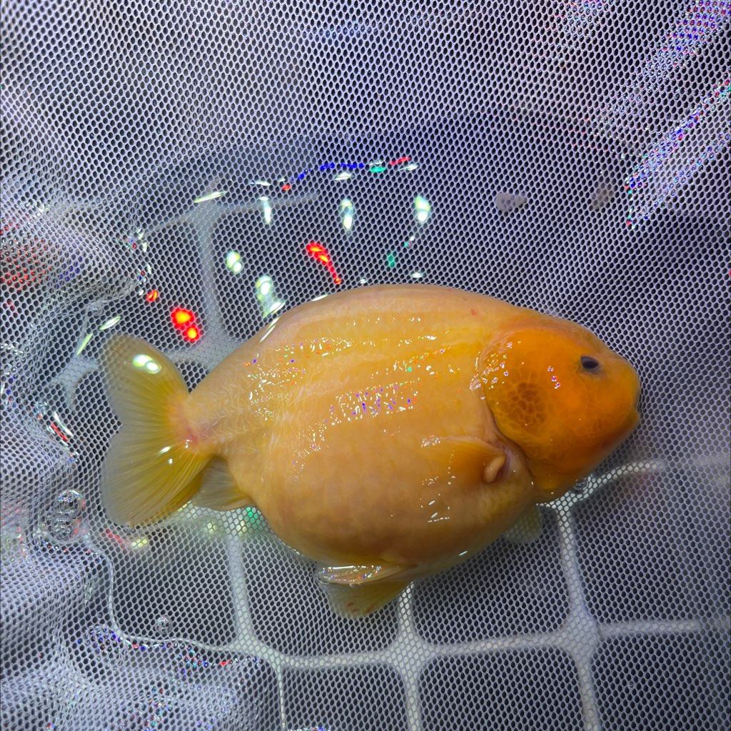 软鳞兔子尺寸14公鱼,宠物/宠物食品及用品,鱼,淘宝优惠券,粉丝福利购,淘宝优惠卷