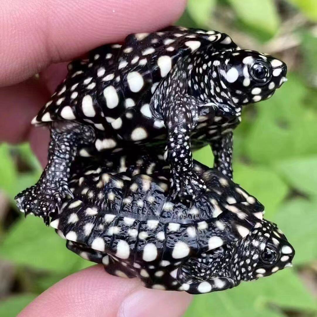 满天星斑点池乌龟星点热带龟深水鱼缸混养龟吃粪龟宠物小乌龟活物