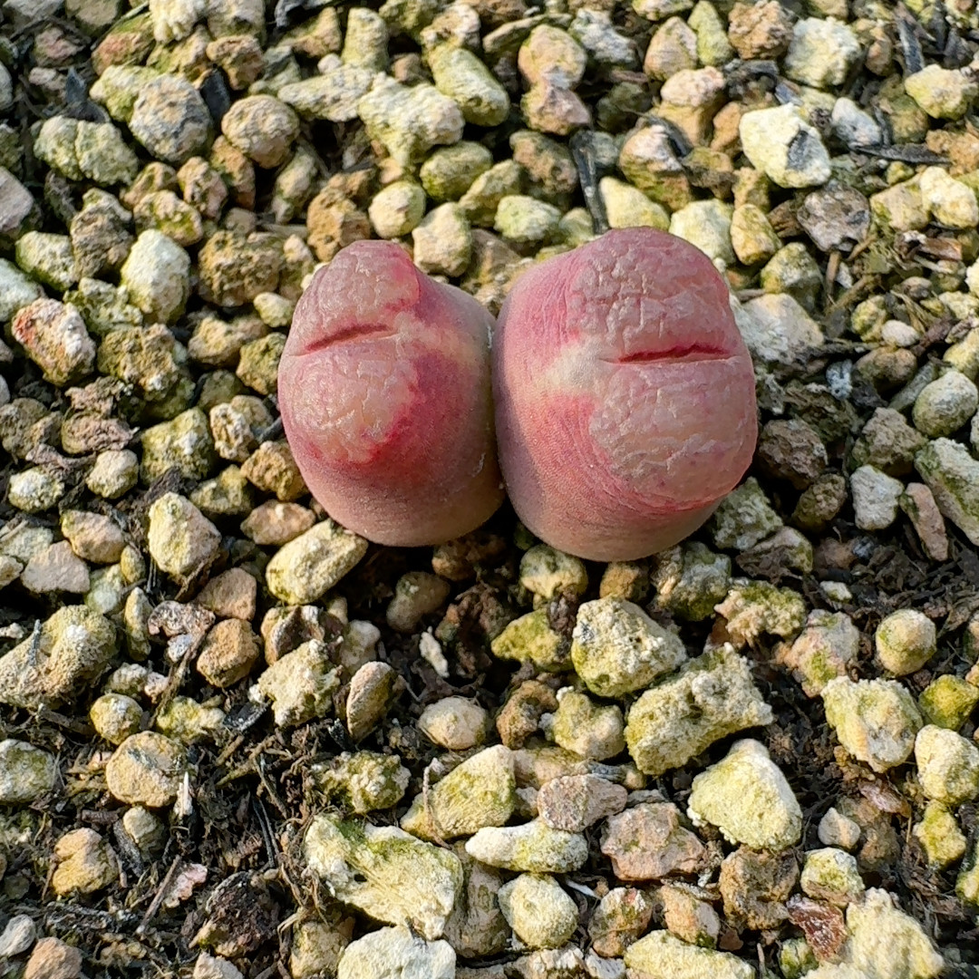 双头雪茄,鲜花速递/花卉仿真/绿植园艺,多肉植物,淘宝优惠券,粉丝福利购,淘宝优惠卷