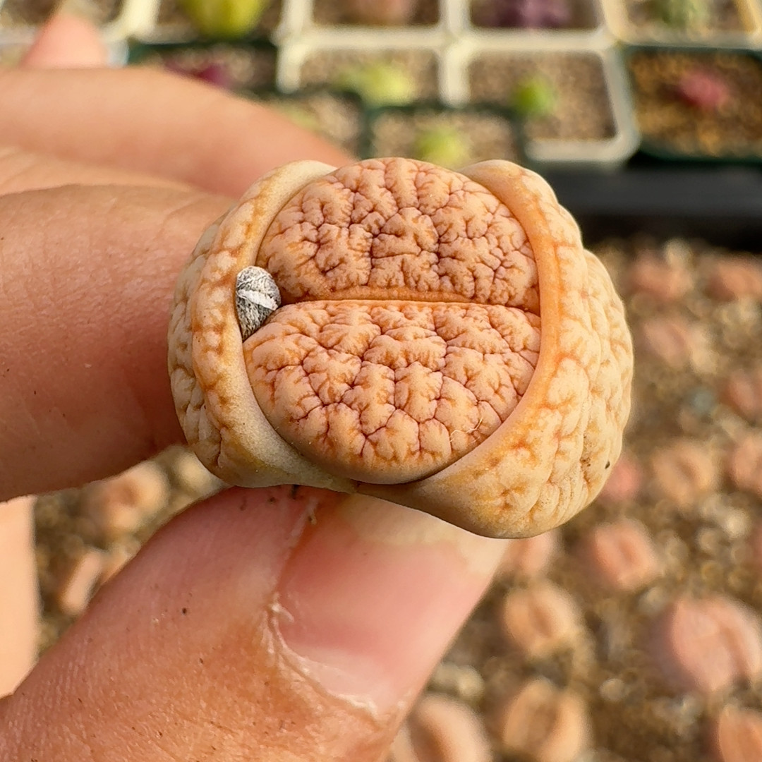 拿铁c 189,鲜花速递/花卉仿真/绿植园艺,多肉植物,淘宝优惠券,粉丝福利购,淘宝优惠卷