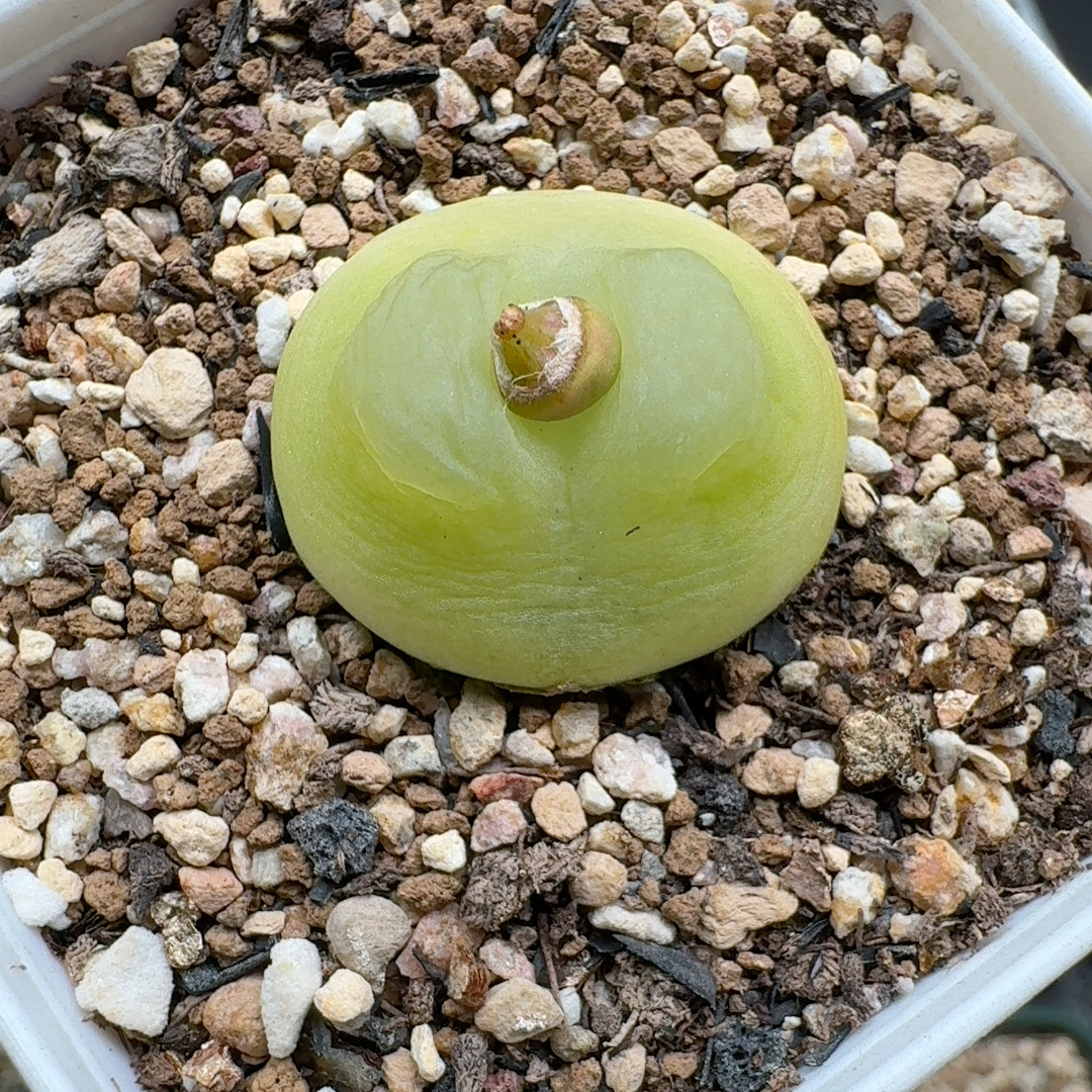 拉登2.6,鲜花速递/花卉仿真/绿植园艺,多肉植物,淘宝优惠券,粉丝福利购,淘宝优惠卷