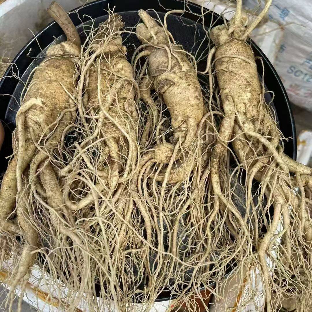 长白山人参新鲜人参现挖现发泡酒煲汤泡水人参片正品西洋参林下参