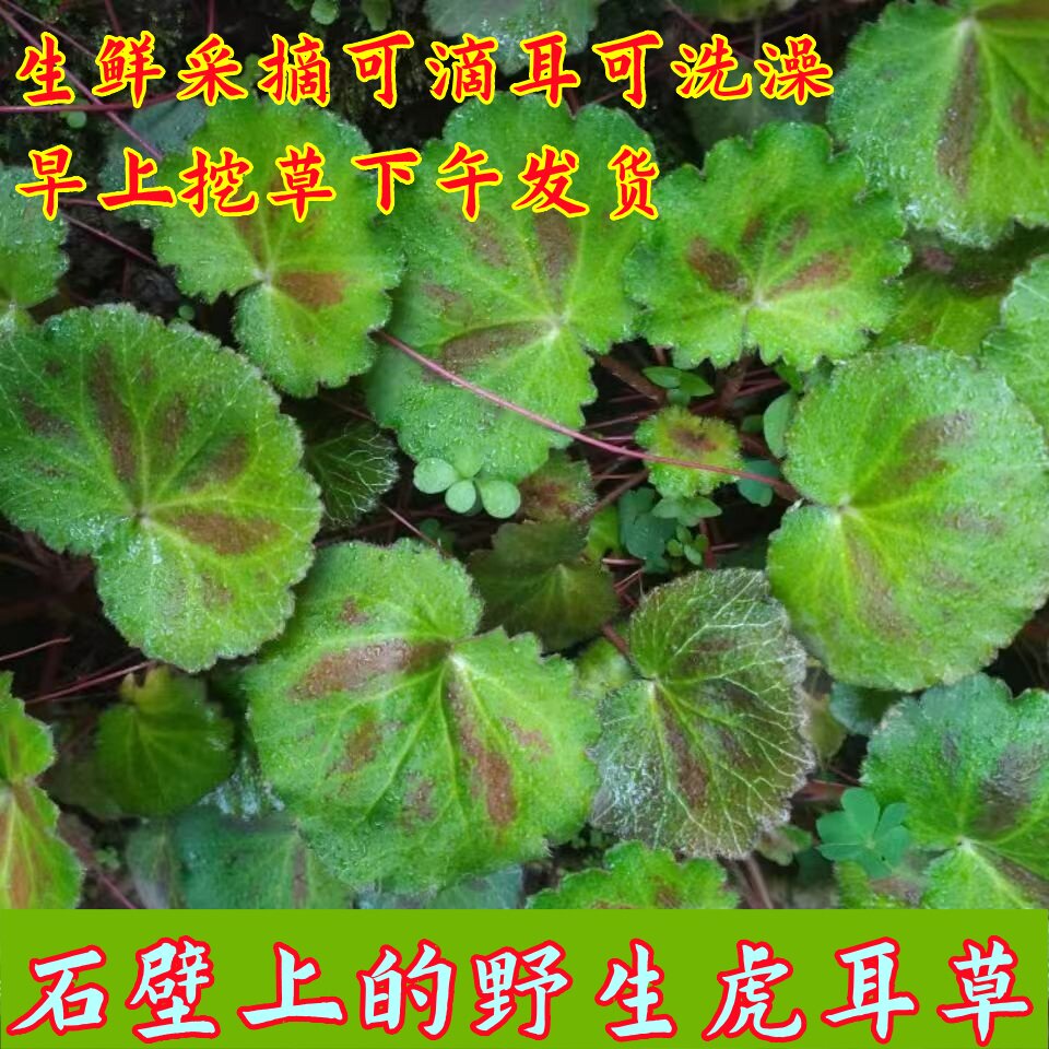 贵州中药材野生虎耳草金线吊葫蓉猫耳草中耳炎草药盆栽吸水石植物