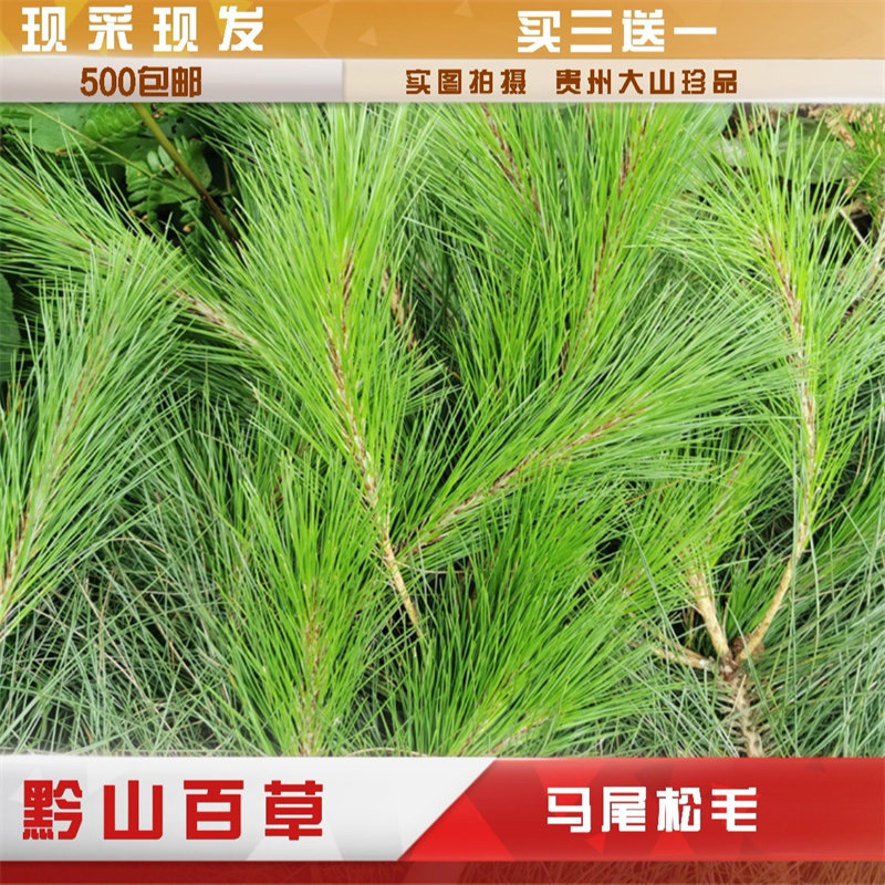 贵州新鲜松针现摘马尾松松毛中药