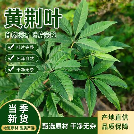 贵州深山现采新鲜黄荆叶 农家原生鲜品 药食同源食用嫩叶现摘现发