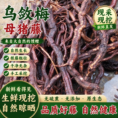 乌敛梅根 新鲜现挖母猪藤根 五爪龙五叶藤 农家现采地道原生材料