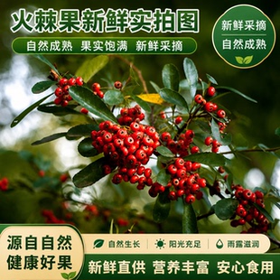 火棘果干货500g 野外火把果救军粮赤阳子 中药材无硫泡水