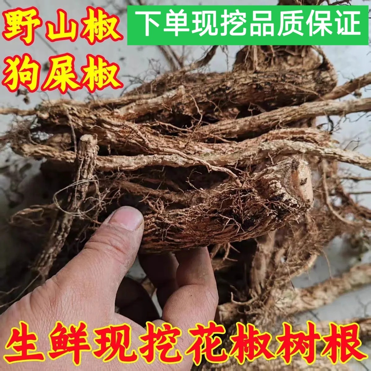 贵州原生态野生花椒树树根图片