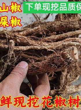 贵州原生态野生花椒树树根 新鲜现挖带根须 香料药材泡酒炖汤料