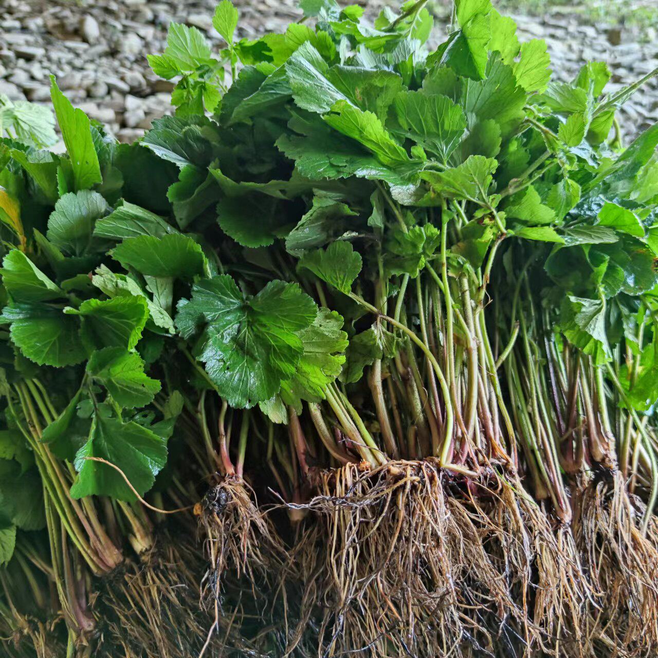 蓝布正兰不正追风七五气朝阳草红星草水杨梅头昏草路边黄见肿消
