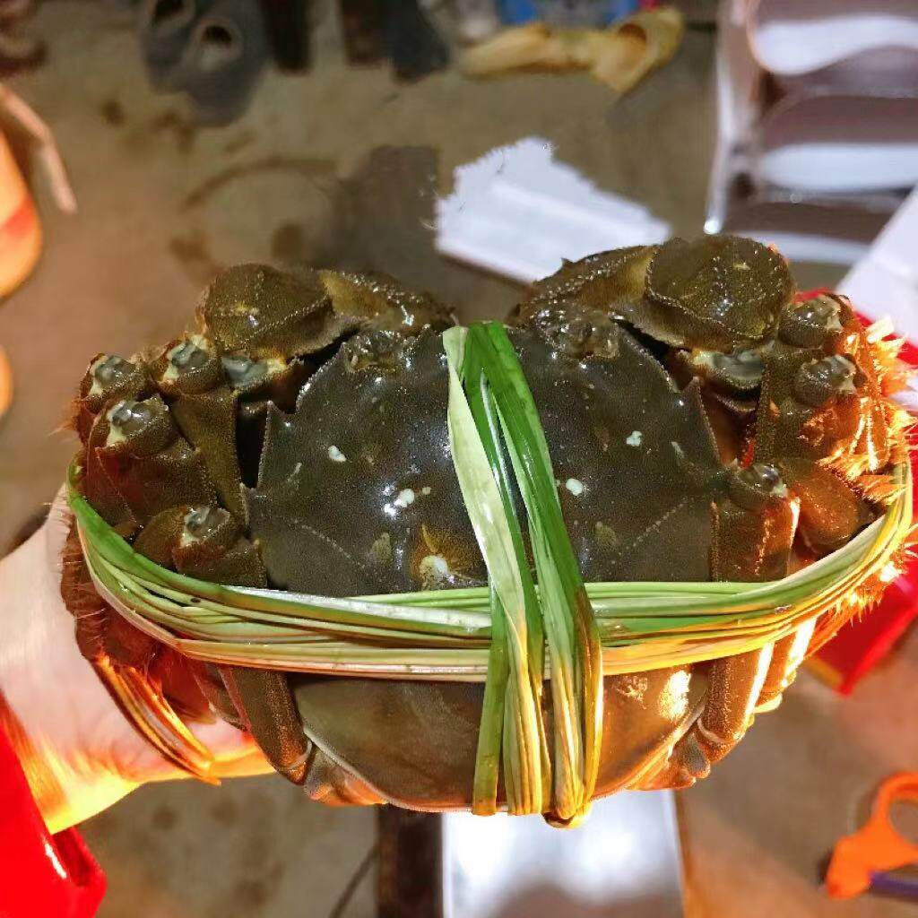 全母蟹现货南京高淳固城湖全母大闸蟹鲜活特大螃蟹4两10只礼盒装