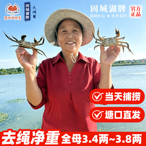 固城湖大闸蟹母3.5两去绳净重