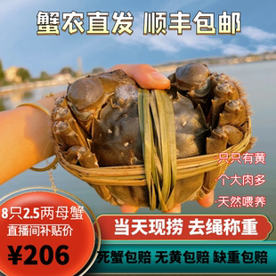 南京高淳固城湖大闸蟹鲜活特大母螃蟹去绳净重2.5两母蟹8只礼盒装