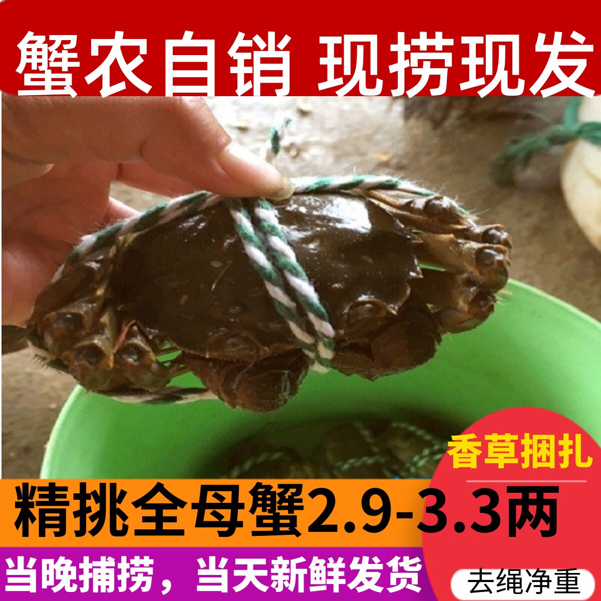 去绳净重2.9-3.3两全母蟹8/10只