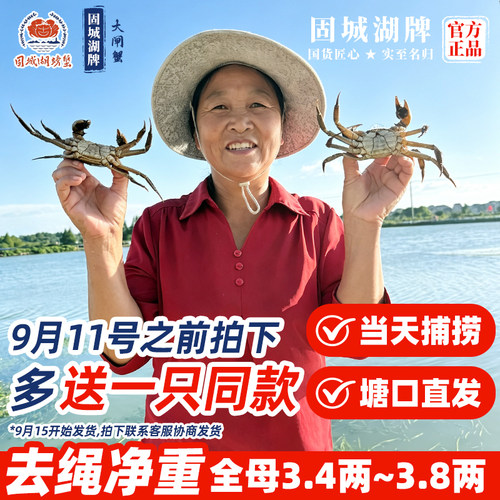固城湖大闸蟹母3.5两去绳净重