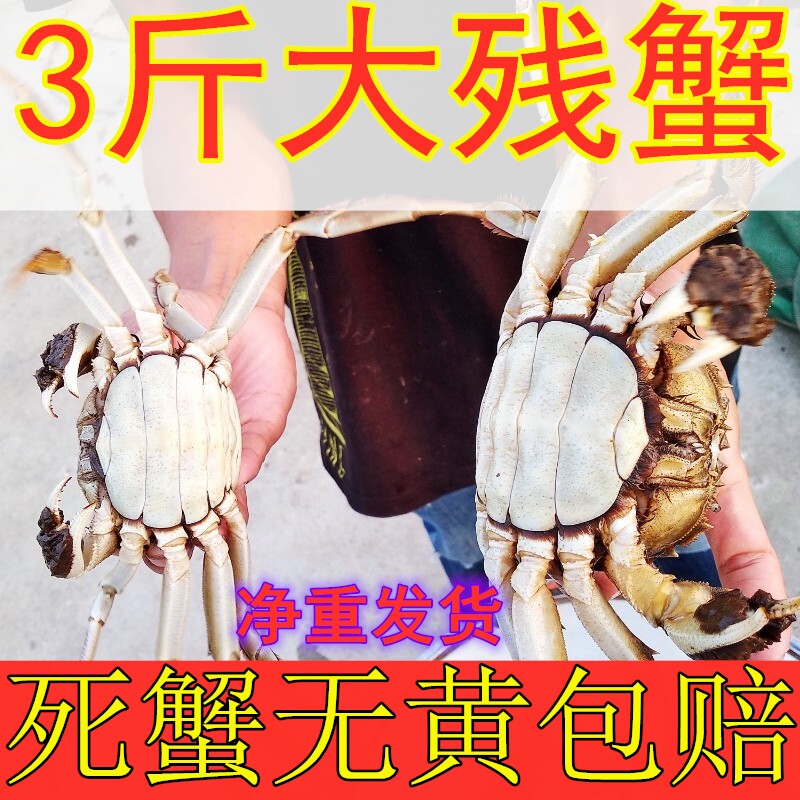 精品残蟹鲜活大闸蟹死蟹无黄包赔