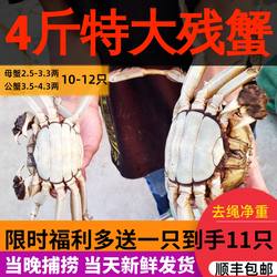 4斤断腿断脚蟹固城湖大闸蟹特大残次鲜活螃蟹公3.5-4.3母2.5-3.3