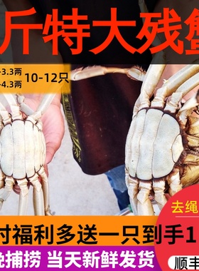 4斤断腿断脚蟹固城湖大闸蟹特大残次鲜活螃蟹公3.5-4.3母2.5-3.3