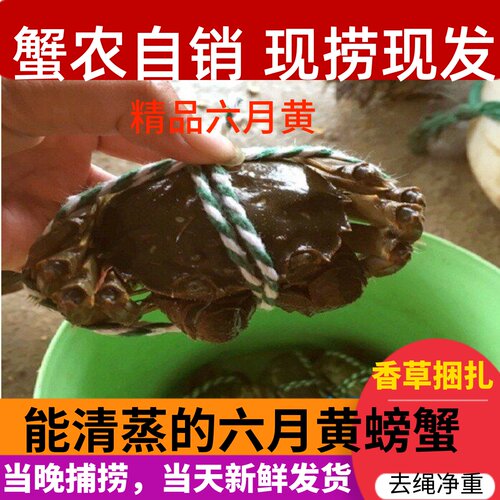 去绳净重2.9-3.3两全母蟹8只