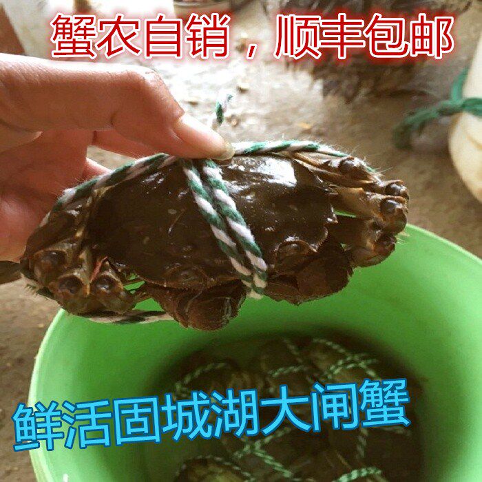 高淳固城湖大闸蟹鲜活特大螃蟹去绳净重3两母蟹8只全母蟹礼盒装