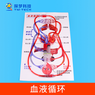 探梦血液循环科学实验器材