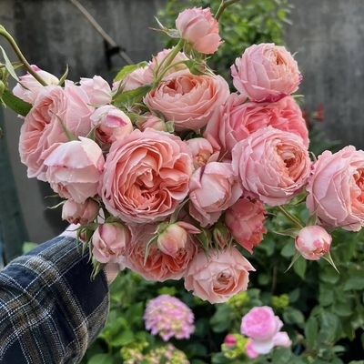 樱花公主月季花苗玫瑰四季开花包子多头阳台庭院花园盆栽植物花卉