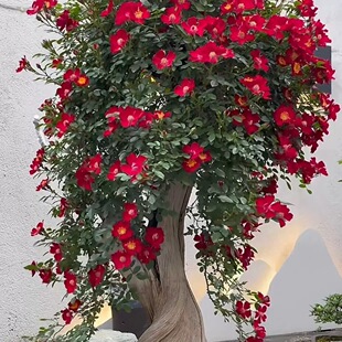 红一重月季单瓣爬藤垂吊月季