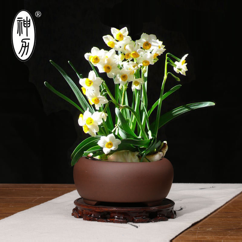多肉植物菖蒲水仙花花盆绿植园艺陶瓷简约个性创意中等盆栽花盆