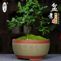 神力盆景盆茶花小葉紫檀黑松圓形