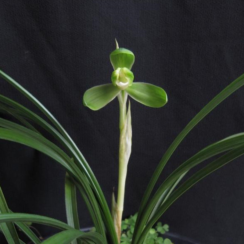 神力春兰宋梅知足余蝴蝶 汪字 建兰金荷兰花室内盆栽绿植兰花